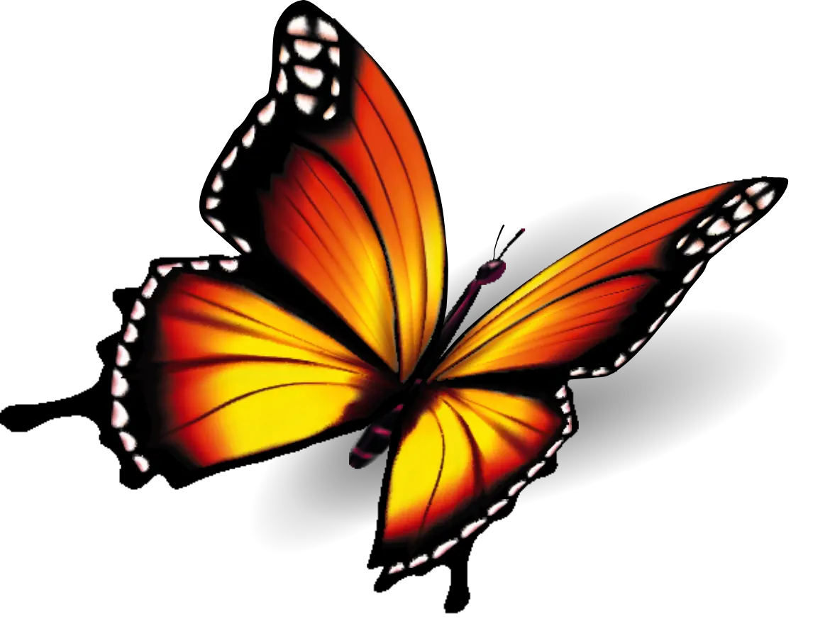 butterfly image